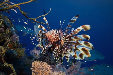 Lionfish Wallpapers   (