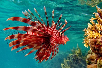 Red Lionfish Wallpapers
