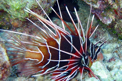 Lionfish Wallpapers   Animals Town