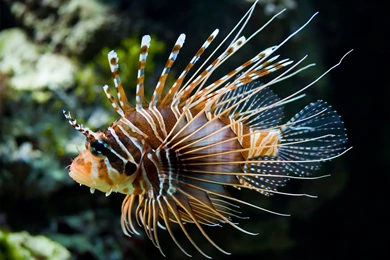 Zebra Lionfish   Fish Wallpapers (28558950)   Fanpop