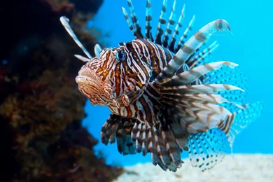 2 Lionfish HD Wallpapers