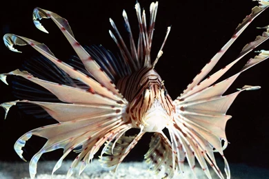 Lionfish Photo And Wallpaper. Cute Lionfish Pictures