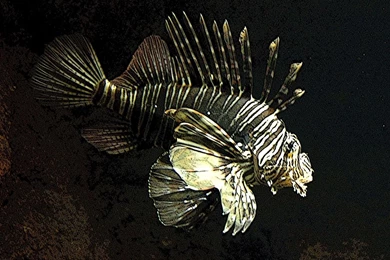 Koraalduivel   DeviantArt