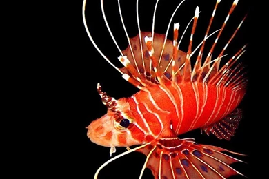Clickbelow   Desktop Wallpapers From Clickbelow/Lionfish Black