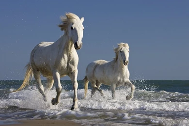 Horses Running In Beach Wallpapers Free Horses Running In Beach ...