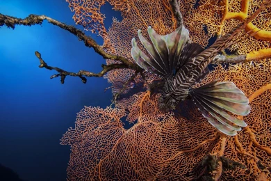 Download Wallpapers 1920x1080 Lionfish, Striped Lionfish, Zebra ...