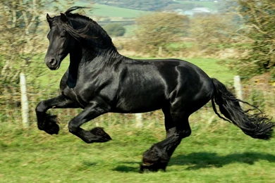 Black Horse Desktop Wallpapers   , New Wallpapers, New Wallpapers