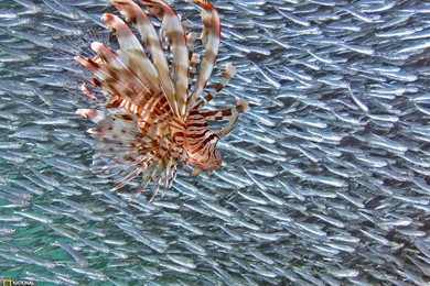 Lionfish Photo, Underwater Wallpapers – National Geographic Photo ...