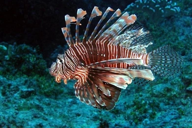 Lion Fish Wallpapers   (