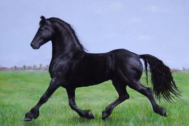 Friesian Horse Desktop Wallpapers
