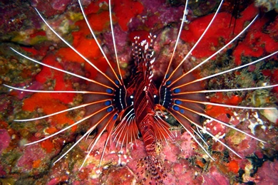 Lionfish Wallpapers   Wallpapers Cave