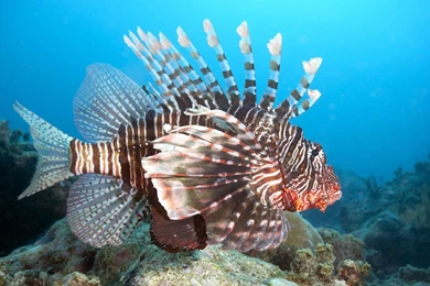 Lionfish Computer Wallpapers, Desktop Backgrounds