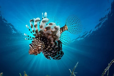 Lionfish Image, Red Sea