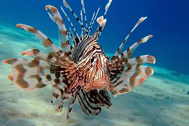 1000x749px Wonderful Lion Fish