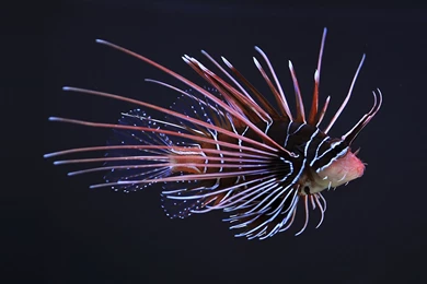 Clearfin Lionfish 1920x1080p HD Aquarium Underwater Wallpapers
