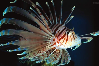 Lionfish Wallpapers   Wallpapers Cave