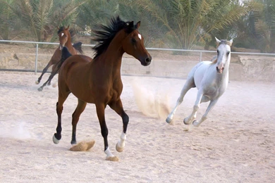 Thoroughbred Horse Wallpapers