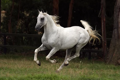 Pictures Of Arabian Horses   HD Wallpapers Lovely