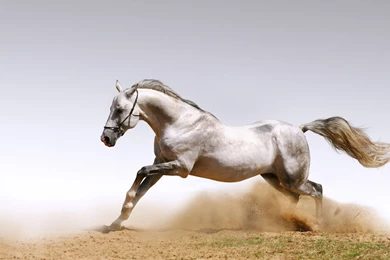 15 Beautiful HD Horse Wallpapers   HDWallSource.com
