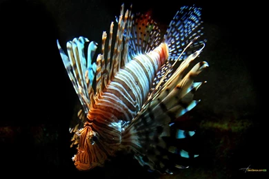 Lionfish Wallpapers   229297