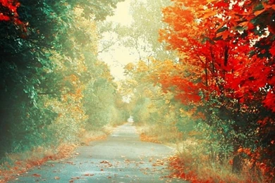 Autumn RoadSamsung Wallpapers Download