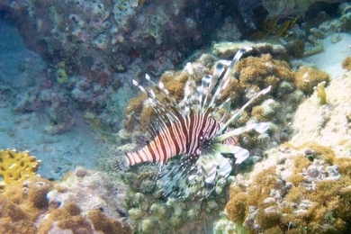 Underwater Wallpaper, Ocean Wallpaper, Marine Life On Elphinstone ...