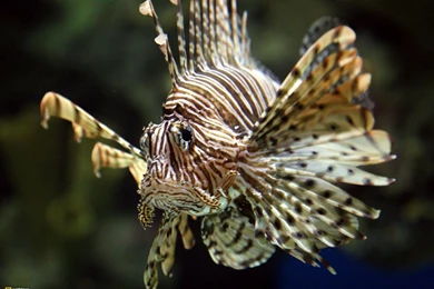 24291_1600x1200 wallpaper cb1287691797.jpg