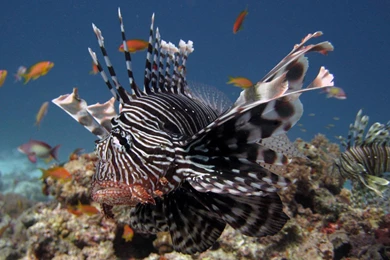 Lionfish Wallpapers   (