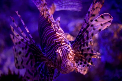 Lionfish. Firefish. Turkeyfish. Butterfly cod Wallpapers :: HD ...