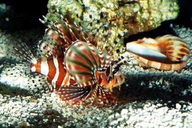 1024x768 On Patrol Lionfish Desktop PC And Mac Wallpapers
