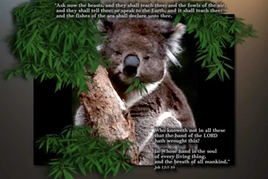 Job 12:7 10   In The Hand Of The Lord Wallpapers   Christian ...