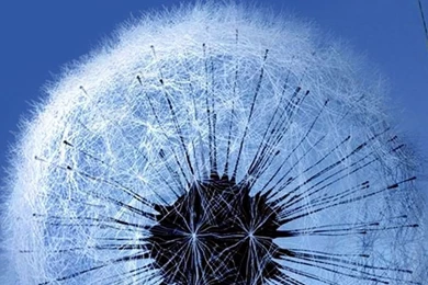 Single DandelionSamsung Wallpapers Download