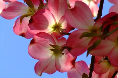 1280x1024 Dogwood Desktop PC And Mac Wallpapers