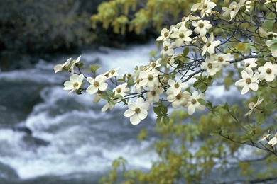2592x1944px Dogwood Tree