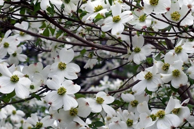 Download Wallpapers 3840x1200 Dogwood, White, Flower, Garden ...