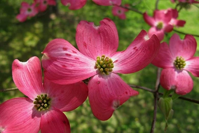 Dogwood Flowers Pictures   Wallpapers HD Base