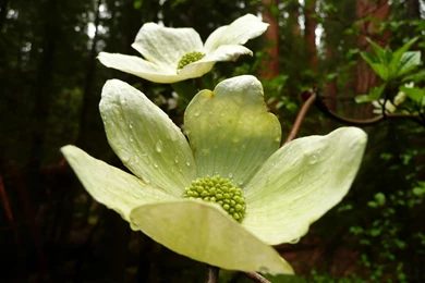 MLeWallpapers.com   Dogwoods And Redwoods