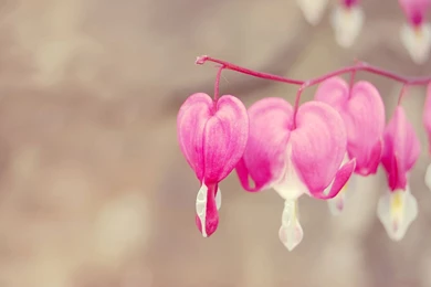 Heart wallpapers.jpg