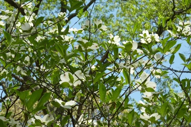 MLeWallpapers.com   Branches Of Dogwood Blossoms