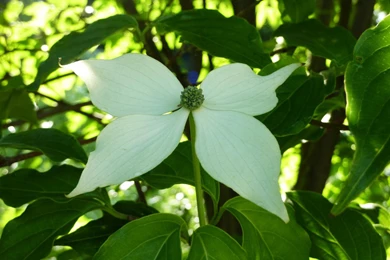 MLeWallpapers.com   Dogwood Blossom