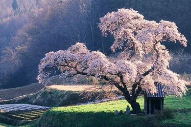 Lovely Trees Wallpapers