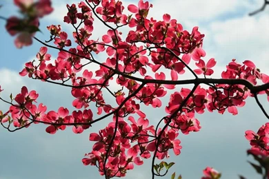 DOGWOOD WALLPAPER   (