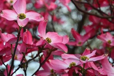 Pink Dogwood Tree Spring Bloom HD Desktop Wallpapers : Dual Monitor