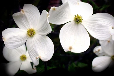 Pacific Dogwood Blossoms Wallpaper2.jpg
