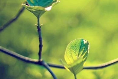 Dogwood Tree iPhone 5s Wallpapers Download