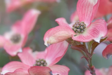 Pink Dogwood HD Desktop Wallpapers : Widescreen : Fullscreen : Mobile