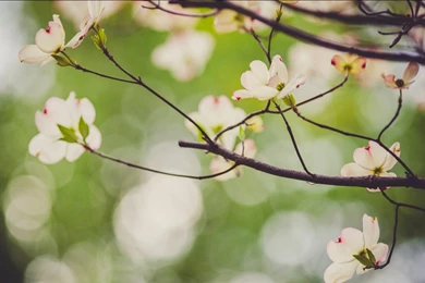 Little Dogwood Bokeh Uhd Wallpapers   Ultra High Definition ...