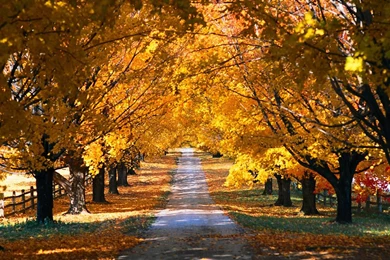 Country Road In The Fall Wallpapers Free Wide HD Wallpapers