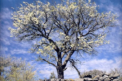 Spring   Seasonal Wallpapers   Page 2   Crazy Frankenstein