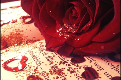 My Glittering Rose Wallpapers   (